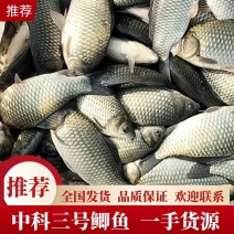 中科三号鲫鱼，产地发货，质量保证，对接大型采购商