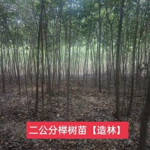 榉树，2公分榉树苗，红榉树造林江苏榉树基地农户种植