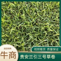 【产地发货】贵安新区兰引三号草坪，新品上市，价格可谈！