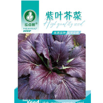 紫叶芥菜种子紫色蔬菜种籽腌制咸菜酸菜腌菜菜种孑宽邦大