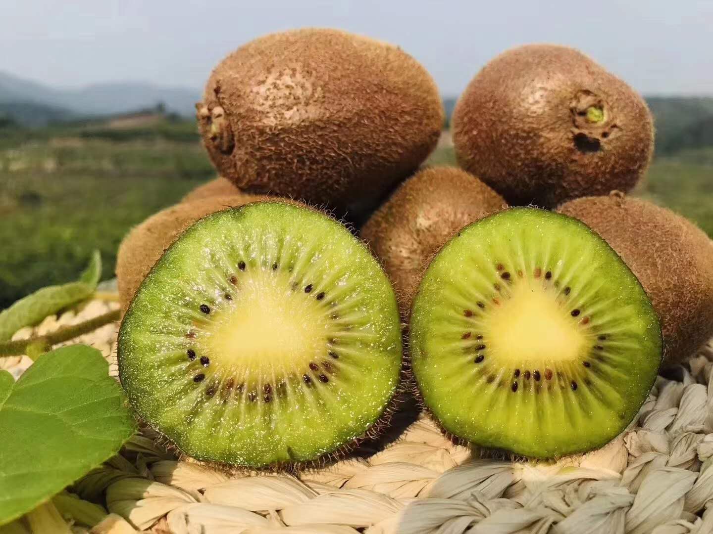 一颗切开的徐香绿心猕猴桃,展示其鲜艳的翠绿色果肉和中心黑色小籽的放射状分布,果肉湿润多汁,旁边摆放着完整的带皮果实,背景为木质餐桌和自然光线 成熟徐香绿心猕猴桃特写