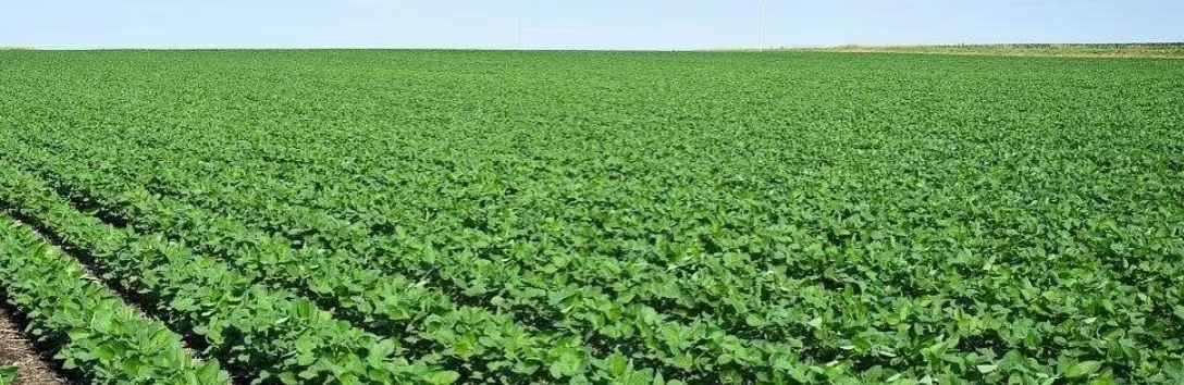 大豆种植田