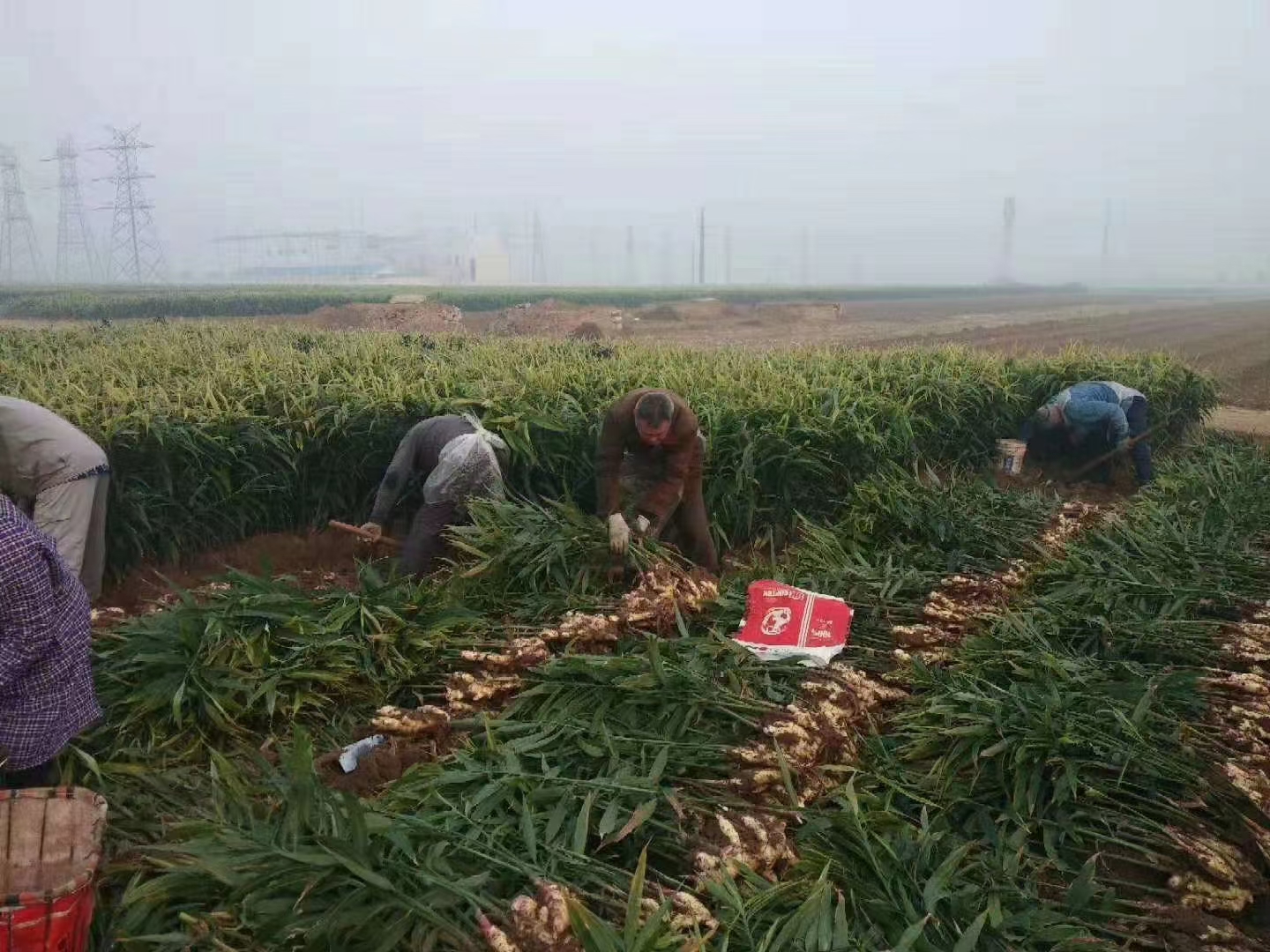 盘州市农村生姜种植田地