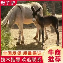 精品母子驴！毛驴！云南毛驴，怀孕母驴，活驴，产地发货