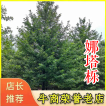 10121518公分精品娜塔栎橡树苗圃基地退林还田