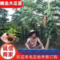 品质木瓜苗益源6号红肉木瓜水果木瓜高产抗病无毒害
