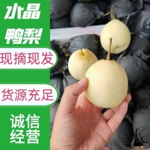 水晶鸭梨产地发货，全国供应，欢迎各地客商前来订货