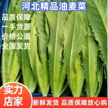 【精品油麦菜️️】一手货源精品质量全国市场都可发