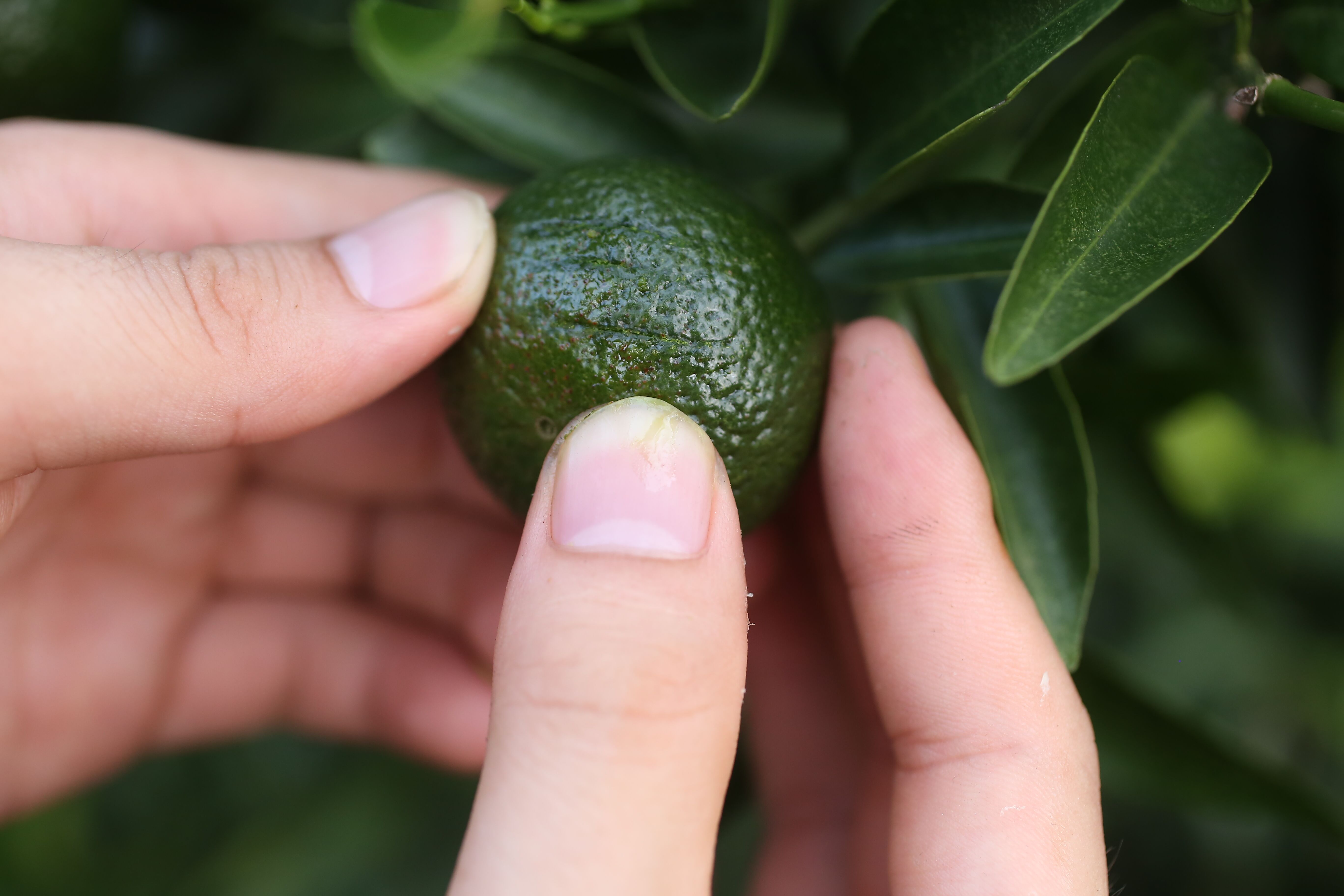 青提茉莉食材展示
