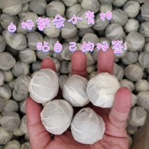 可贴标白标新会小青柑柑普茶可定制标签DIY标签