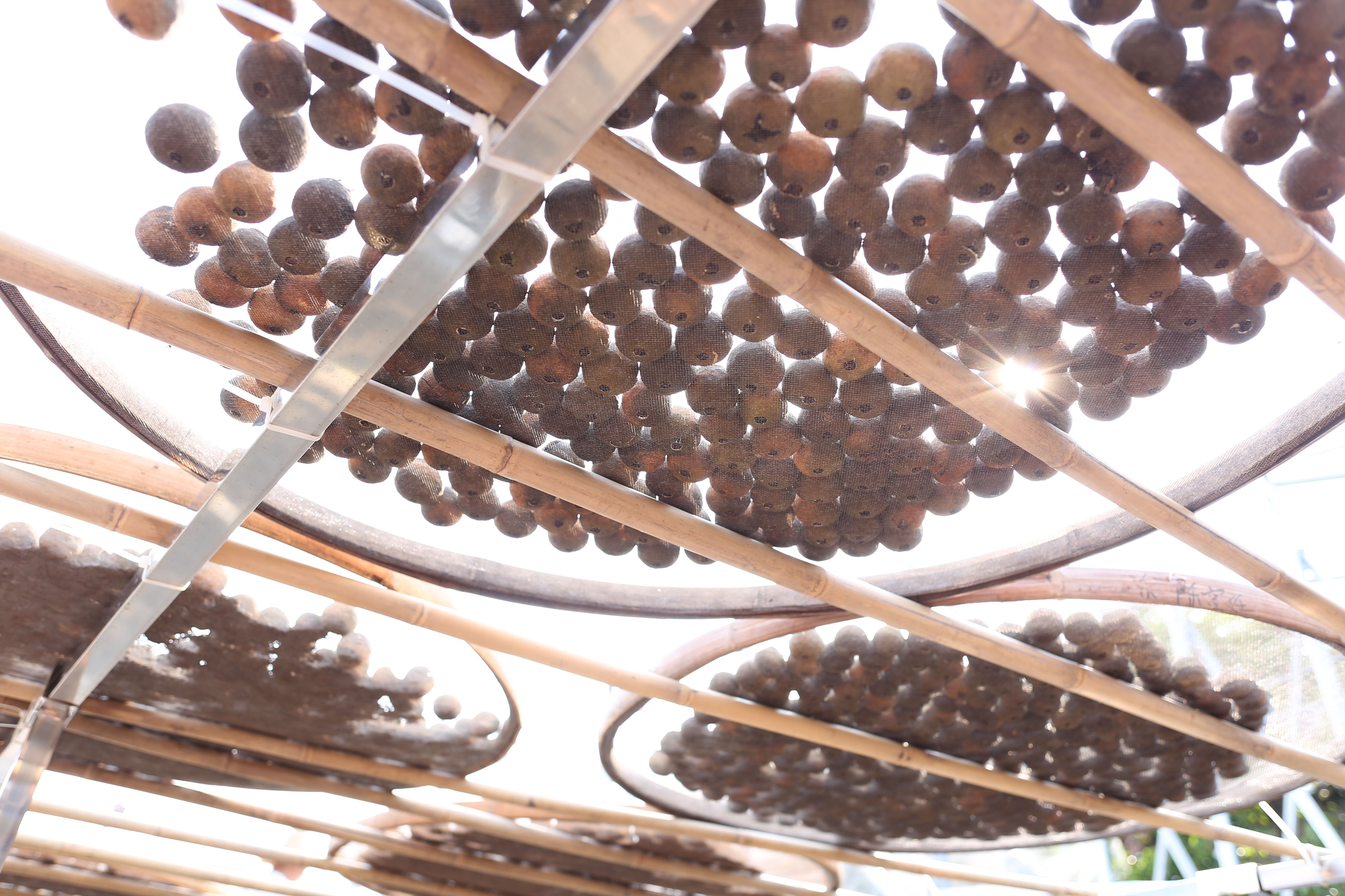 一颗完整的小青柑茶叶,表面呈现自然晒干后的色泽,散发出蜜橘般的清香 蜜橘香气的老皮生晒小青柑