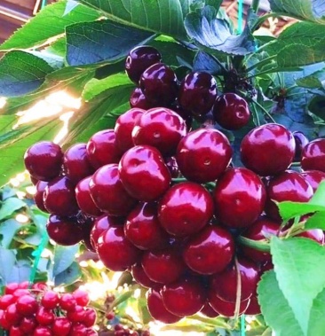 [乌克兰樱桃苗批发]乌克兰樱桃苗 嫁接果苗 根系发达丰产性好 现挖现