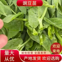 豌豆苗豌豆尖营养价值丰富多样含有人体必需氨基酸