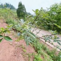重庆市荣昌区高山村花椒地400亩出ZU……