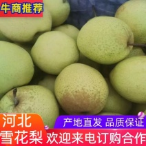 【推荐】雪花梨河北赵县雪花梨基地直发代收代发欢迎来电！