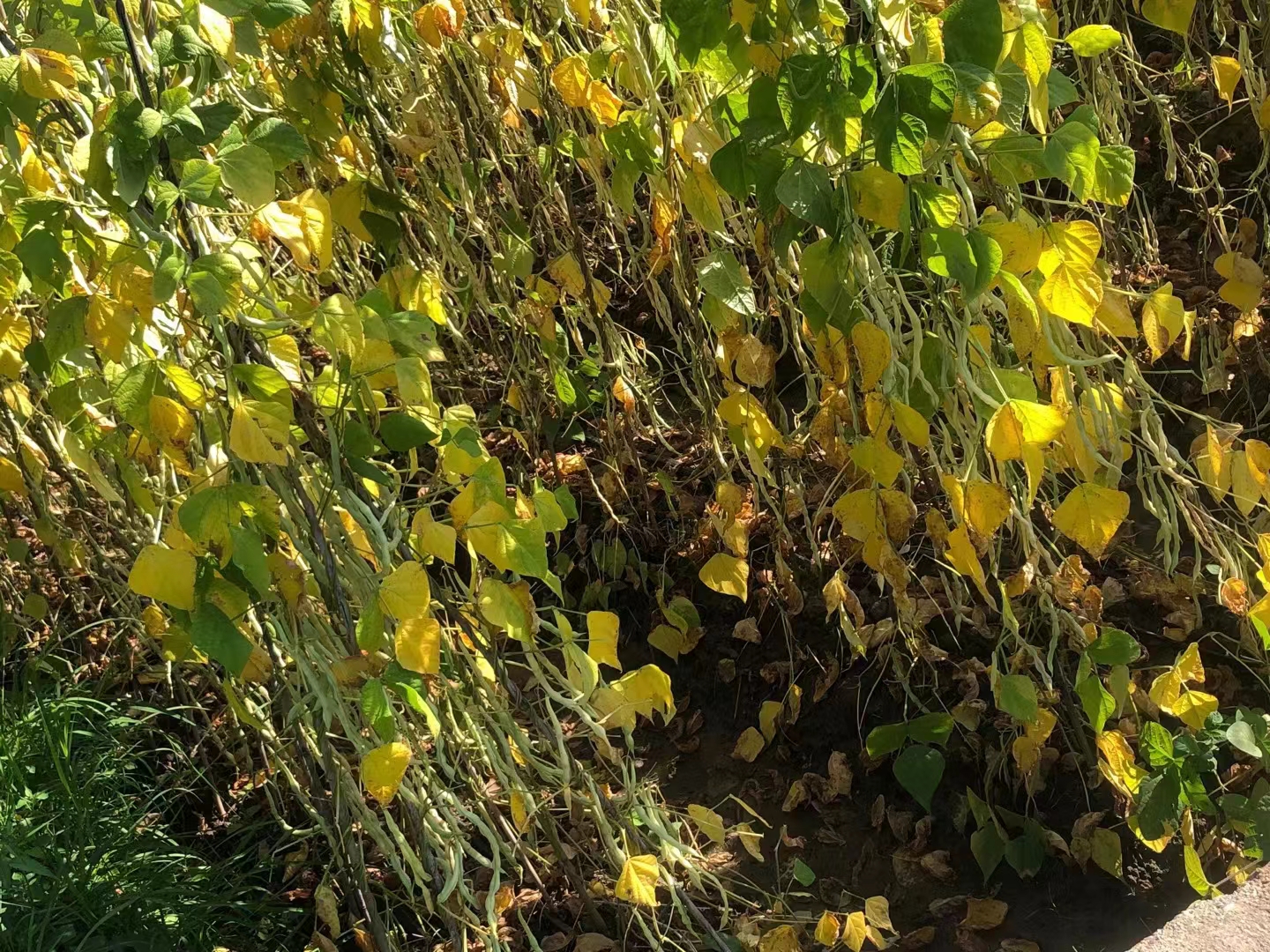 展示无筋豆常见病害症状图谱 无筋豆常见病害识别图