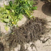 九月黄树苗九月瓜大苗种植基地两年五叶木通拿藤果野香蕉