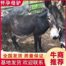 精品怀孕母驴！活驴！健康！8到11个月孕期！全国发货！
