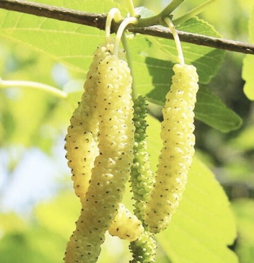 [桑树苗批发]白长果桑香金葚葚苗 桑葚苗根系发达丰产性好价格3.