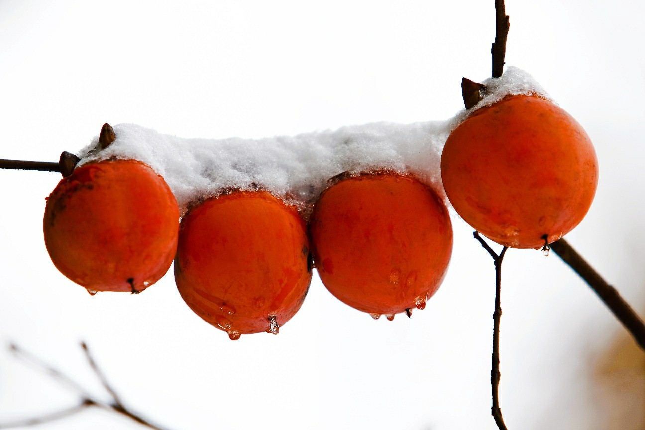 图片说明:东北乡村冬季晾晒在屋檐下的冻柿子,背景是白雪皑皑的田野,呈现出浓厚的乡土气息 东北农村雪景与晾晒的冻柿子