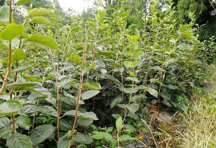 一片整齐的现代化柿子种植园,行距清晰,滴灌管道铺设到位,树木采用矮化密植栽培方式,树体高度控制在2.5米以内,便于机械化修剪与采收,田间设有小型气象监测站 柿园标准化种植实景图