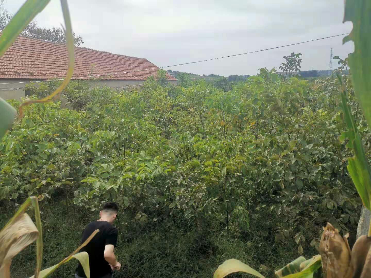 展示一片广袤的薄皮嫩核桃种植园,树木整齐排列,绿意盎然 薄皮嫩核桃种植基地航拍图