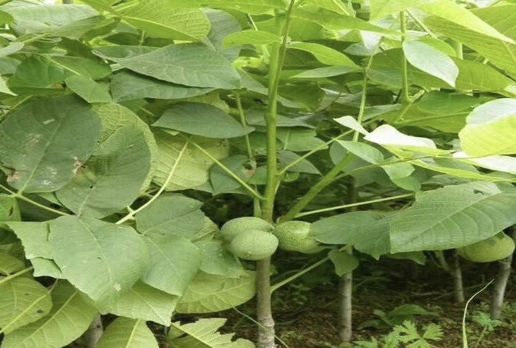 图片说明:一株健康的薄皮核桃嫁接苗,可见明显的嫁接口愈合痕迹,砧木为普通核桃,接穗为香玲品种,叶片浓绿,茎干挺直,根系发达,适合春季定植 薄皮核桃嫁接苗特写