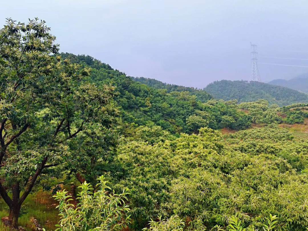 农户手工采摘信阳油栗场景