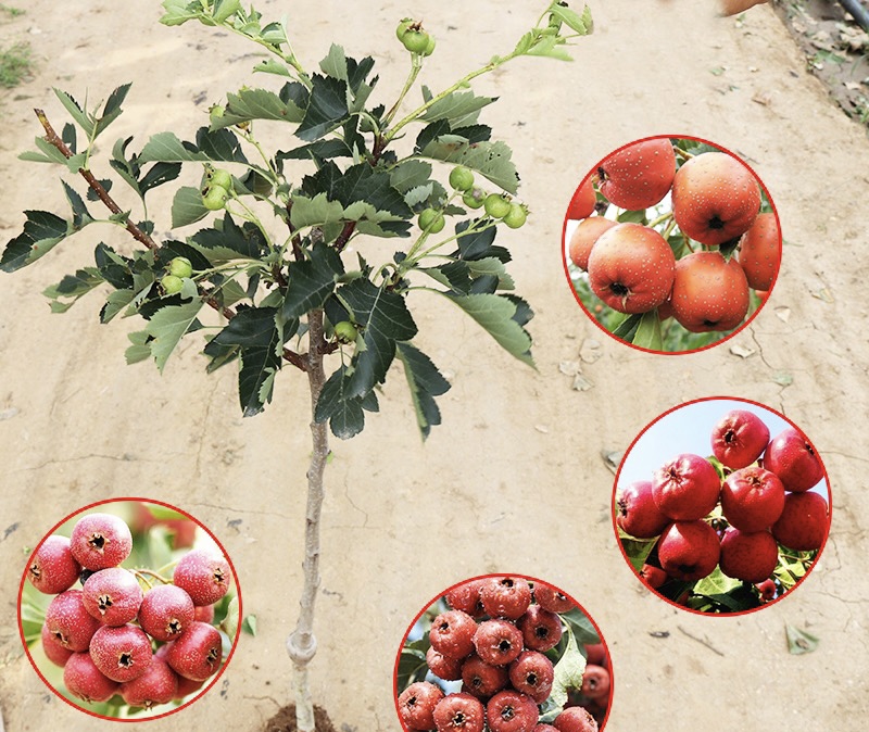 山东沂蒙山区的大五棱山楂种植基地,展示成片的山楂树林和自然生态环境 山东沂蒙山区山楂种植园