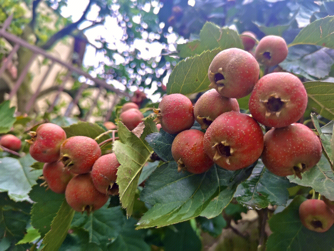 歪把红山楂的果柄歪斜、果实饱满,呈现出独特的形态特征 歪把红山楂的外观特写