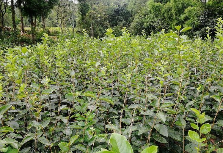 柿子果园种植对比图