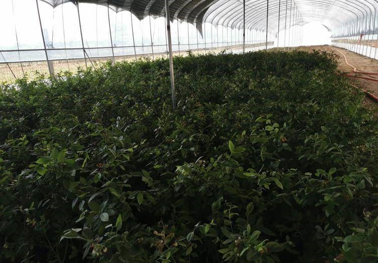 一株成熟的北陆蓝莓植株,展示其低矮开张的树形结构,叶片呈椭圆形、深绿色,枝条上挂满成串的蓝色成熟果实,背景为阳光照射下的果园环境 北陆蓝莓植株特写