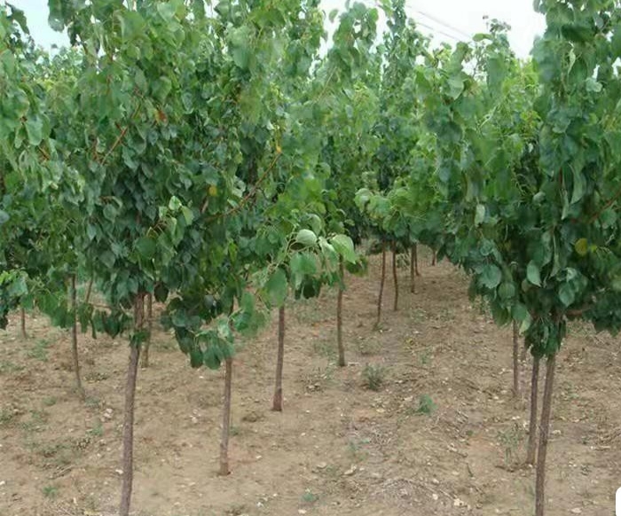 红梅杏果园管理现场图