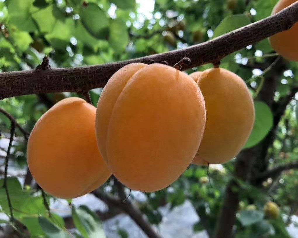 图片说明:一颗成熟的杏子放置在木质托盘上,阳光透过背景树叶洒在其表面,展现出杏果金黄色泽与细腻纹理,凸显其自然成熟的状态 杏果特写图