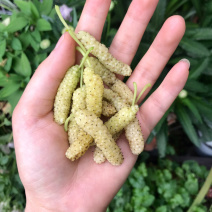 白长果桑香金葚苗桑葚苗根系发达丰产性好现挖现发