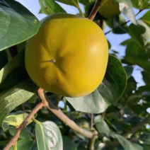 太秋柿子苗柿子苗根系发达丰产性好现挖保湿发货