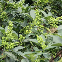 白沙椒苗花椒苗根系发达丰产性好现挖保湿发货