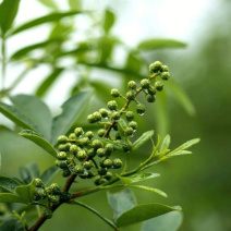 青花椒树苗花椒苗根系发达丰产性好现挖保湿发货