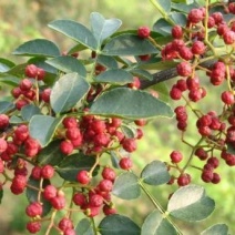 小红椒苗花椒苗根系发达丰产性好现挖保湿发货