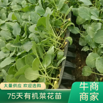 【推荐】80天小米粒菜花苗，大量现货，育苗基地供应，欢迎选购