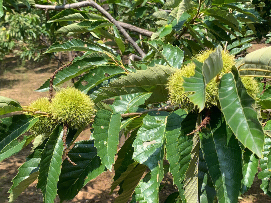 夏季板栗树挂满绿色刺苞,叶片浓绿健康,部分刺苞已进行纸质套袋处理,果园地面覆盖秸秆保湿 夏季板栗树挂果特写