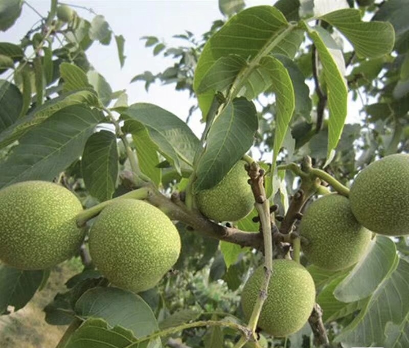 清香青皮核桃种植园