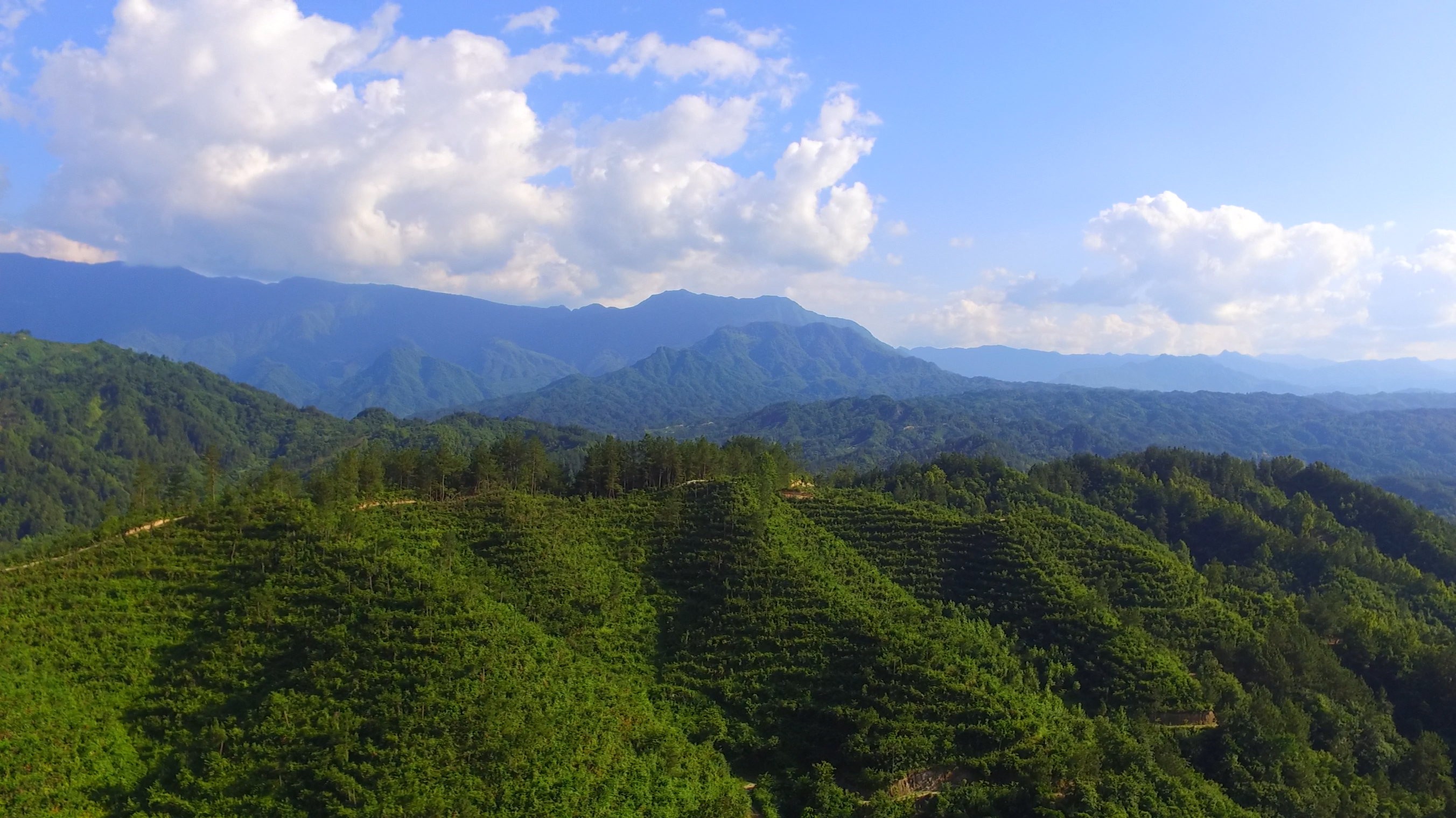 秦岭山脉腹地连片种植的翠香猕猴桃标准化果园,整齐的棚架系统覆盖山坡梯田,清晨阳光洒在郁郁葱葱的藤蔓上,部分植株已挂满即将成熟的翠绿色果实,远处可见秦岭山体轮廓与云雾缭绕的生态环境 秦岭翠香猕猴桃果园航拍图
