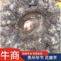 花魔芋，魔芋豆腐，一代种，二代种，质量好，价格优货源充足