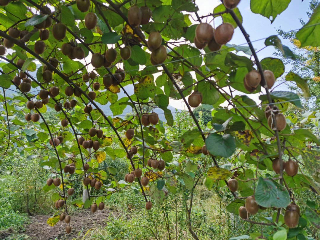猕猴桃成熟度对比图