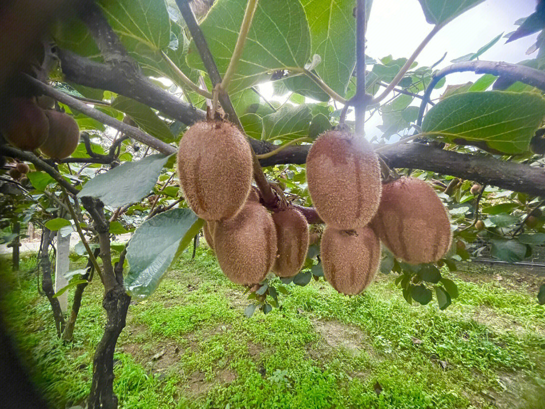 一株健康的海沃德猕猴桃嫁接苗,展示其粗壮的茎干、完整的根系和清晰的嫁接口,背景为苗圃温室环境,土壤疏松湿润 海沃德猕猴桃苗特写