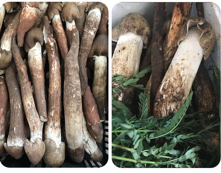 野生菌与茄子的营养成分对比图