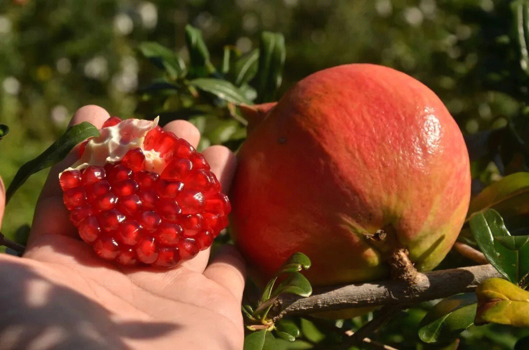 未成熟的青色石榴特写