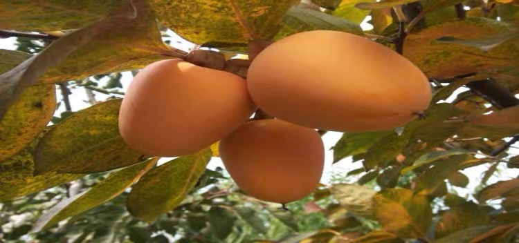 牛心脆柿子典型单果特写：橙红色果皮光洁油亮，果实呈明显牛心状短圆锥形，顶部微凹、基部隆起饱满，果蒂周围有浅放射状棱线，托于青翠柿叶之上