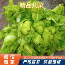 精品儿菜大量上市货源充足保质保量全国发货需要的老板联系
